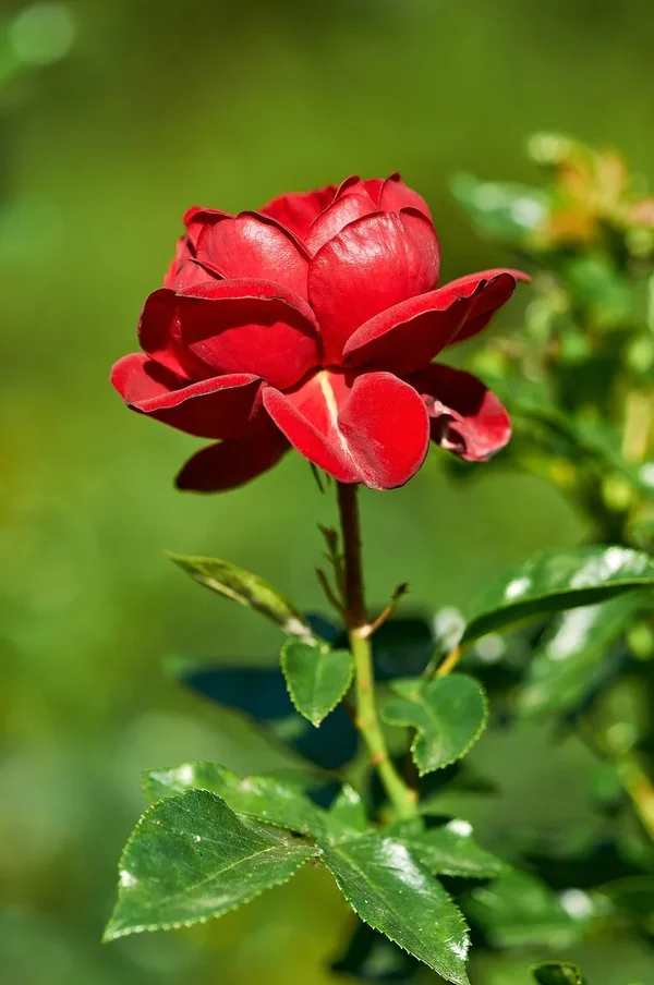 2020-08-01_BLUMEN_DSC0818.webp