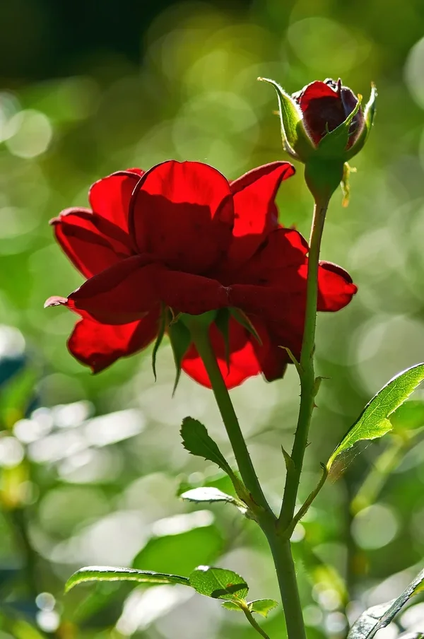2020-08-01_BLUMEN_DSC0852.jpg