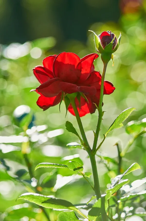 2020-08-01_BLUMEN_DSC0868.jpg