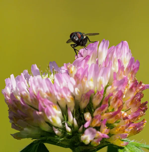 Garten 2020_984.webp