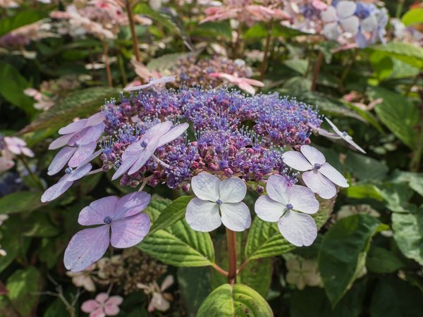 FO 03082020 HH Plantenund BlomenP8025476.jpg FO 03082020 HH Plantenund BlomenP8025476.jpg