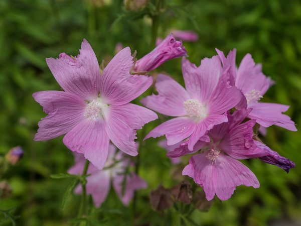 FO 03082020 HH Plantenund BlomenP8025481.jpg FO 03082020 HH Plantenund BlomenP8025481.jpg