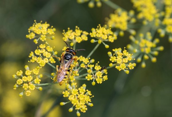 FO 03082020 HH Plantenund BlomenP8025491.jpg FO 03082020 HH Plantenund BlomenP8025491.jpg