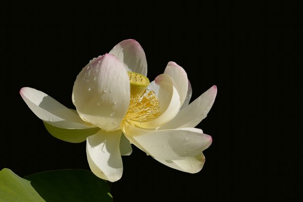 LotusweissBlütegross,grBläternCLsi100400FIN_999x666.jpg