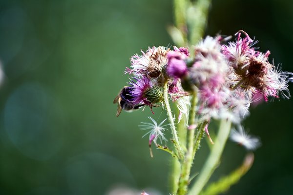 2020-08-03_DISTEL_C716261.jpg 2020-08-03_DISTEL_C716261.jpg