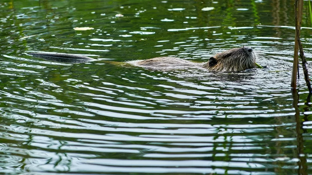 2020-08-04_NUTRIA_DSC1531.webp