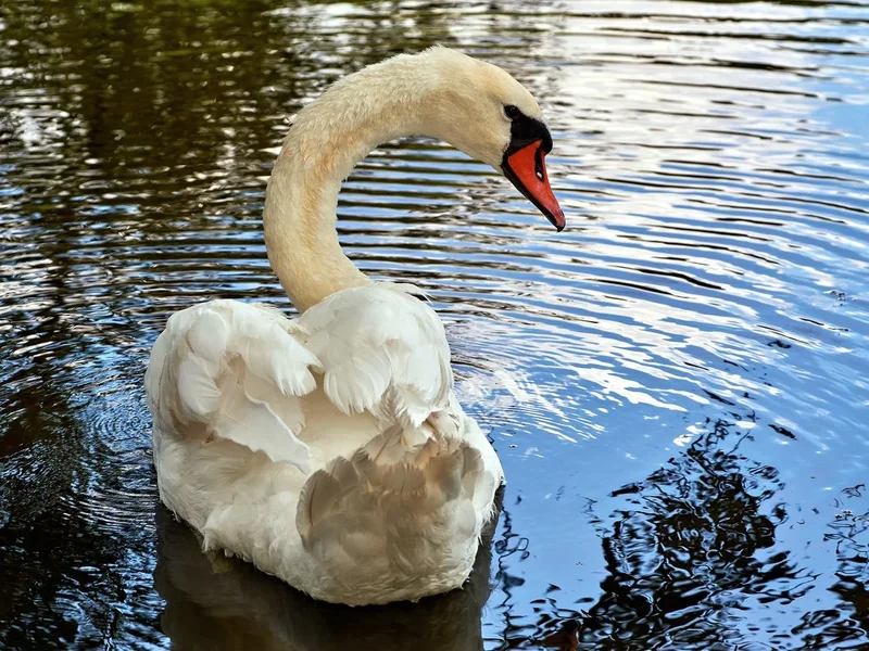 2020-08-03_SCHWAN_EXTRA_C716431.webp