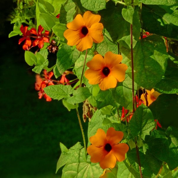 GelbeStockblumenCSi100400LQHADRATFINVAR_666x666.jpg