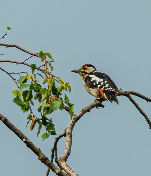 Vögel 2020_3139.jpg