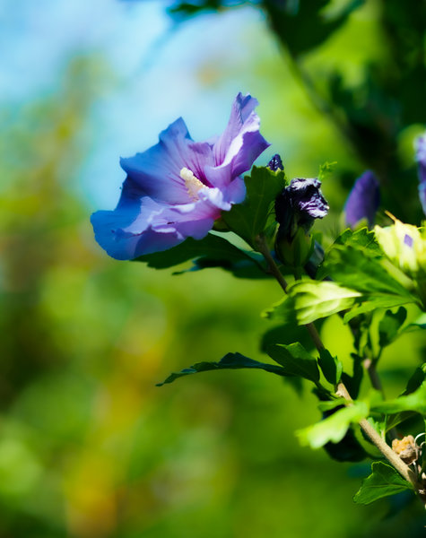 Garten 2020_1066.jpg