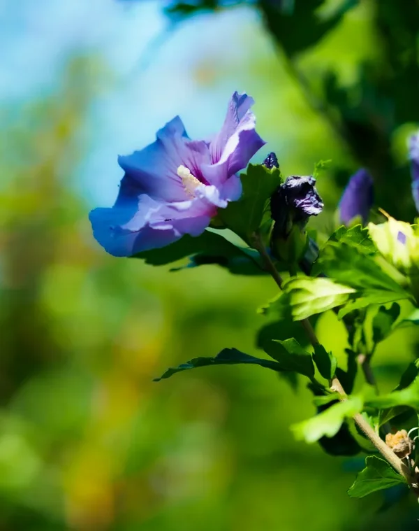 Garten 2020_1066.webp