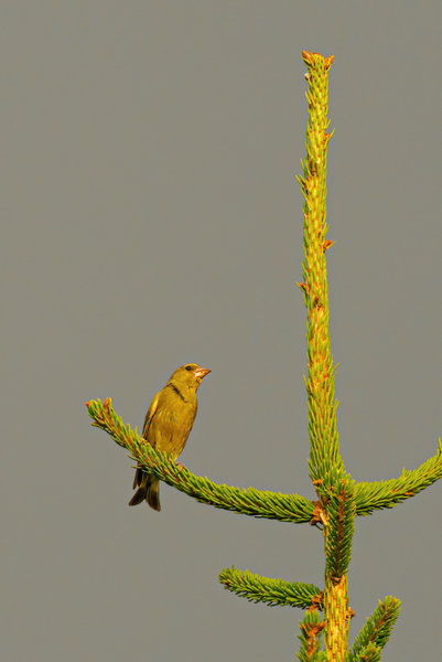 Vögel 2020_3116.jpg Vögel 2020_3116.jpg