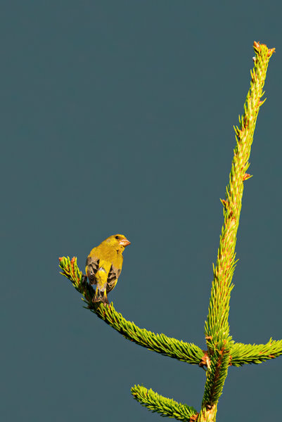 Vögel 2020_3145.jpg Vögel 2020_3145.jpg