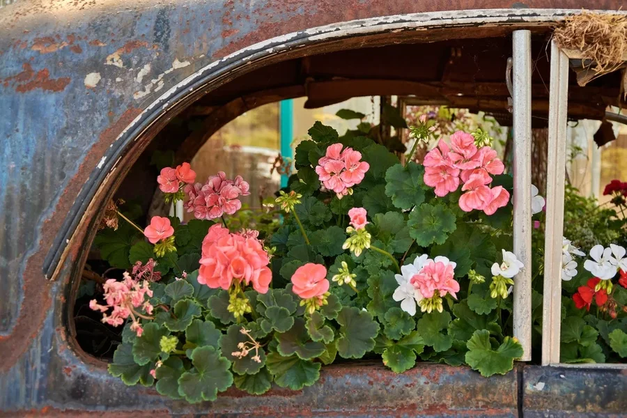 2020-08-06_BLUMEN-AUTO_C717235.webp