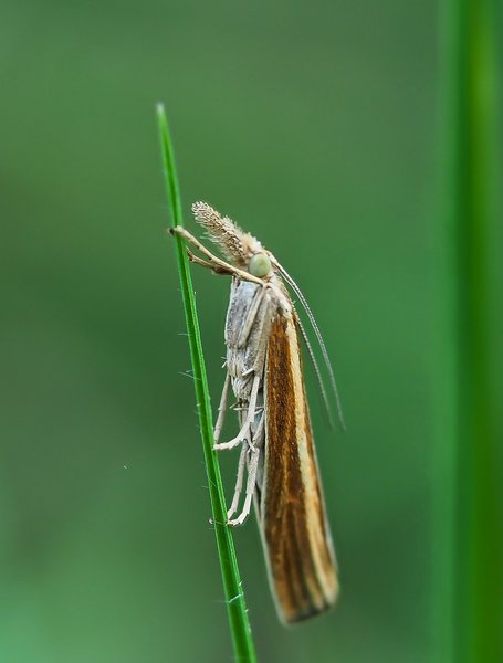 FO HOMO 07082020P8070064-Bearbeitet.jpg FO HOMO 07082020P8070064-Bearbeitet.jpg