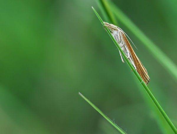 FO HOMO 07082020P8070048-Bearbeitet.jpg FO HOMO 07082020P8070048-Bearbeitet.jpg