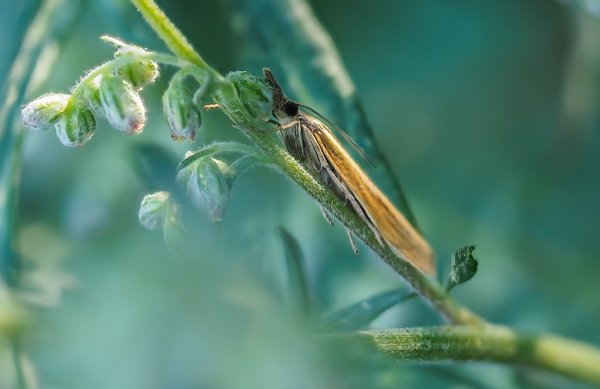 FO HOMO 07082020P8070016.jpg FO HOMO 07082020P8070016.jpg