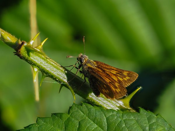 FO HOMO 07082020P8070096.jpg FO HOMO 07082020P8070096.jpg