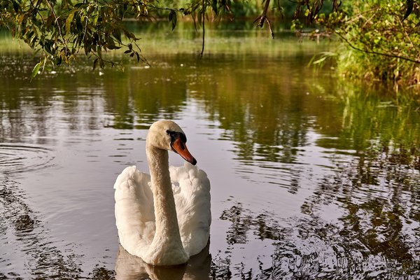 2020-08-04_SCHWAN_C716582.jpg