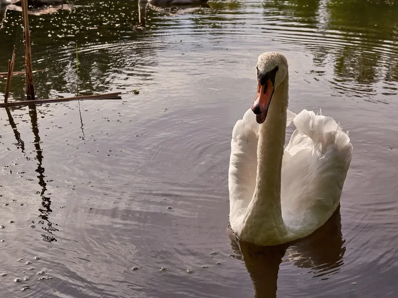 2020-08-04_SCHWAN_C716988.webp