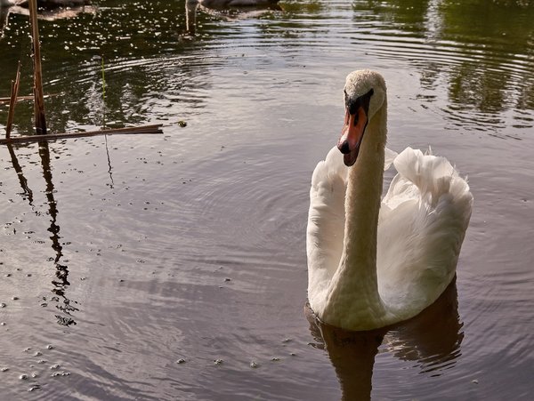 2020-08-04_SCHWAN_C716988.jpg