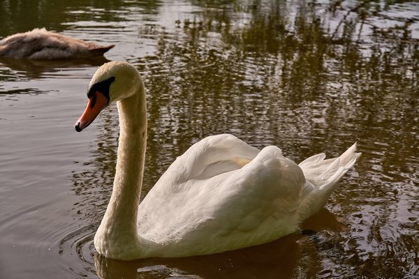 2020-08-04_SCHWAN_C716974.jpg