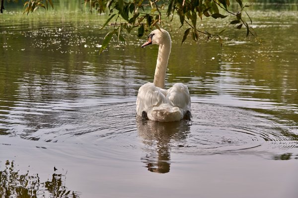 2020-08-04_SCHWAN_C717017.jpg