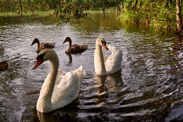 2020-08-04_SCHWAN_C716523.jpg