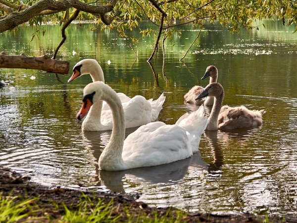 2020-08-04_SCHWAN_C716658.jpg