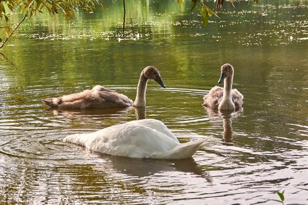 2020-08-04_SCHWAN_C716810.jpg