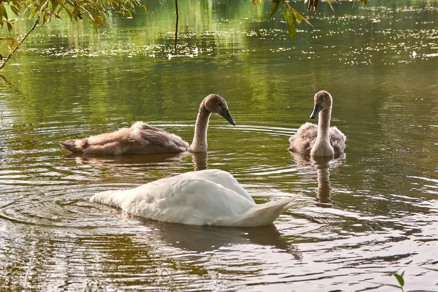 2020-08-04_SCHWAN_C716810.jpg