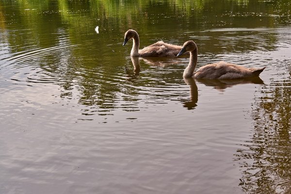 2020-08-04_SCHWAN_C716916.jpg
