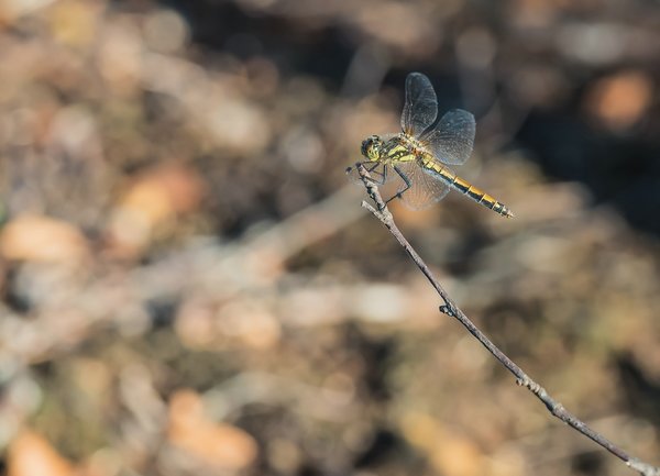 FO HOMO 07082020P8070104-Bearbeitet.jpg FO HOMO 07082020P8070104-Bearbeitet.jpg