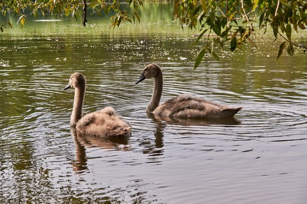 2020-08-04_SCHWAN_C717050.jpg