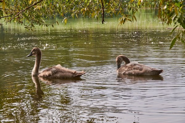 2020-08-04_SCHWAN_C717056.jpg