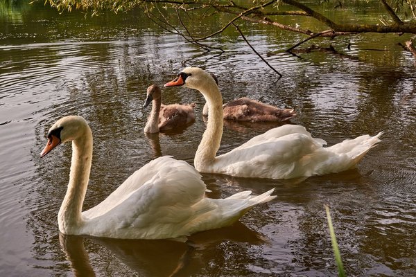2020-08-04_SCHWAN_C716877.jpg