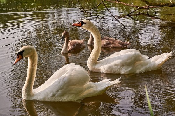 2020-08-04_SCHWAN_C716878.jpg