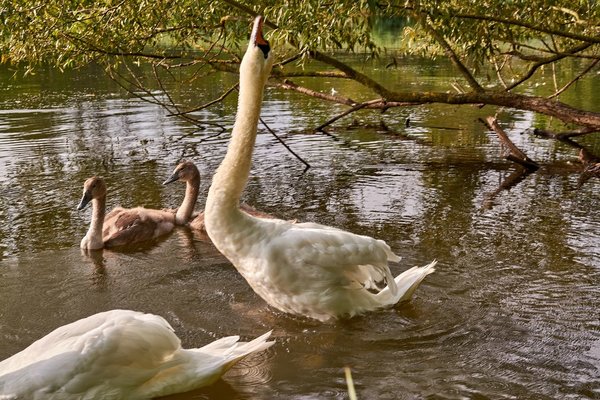 2020-08-04_SCHWAN_C716880.jpg
