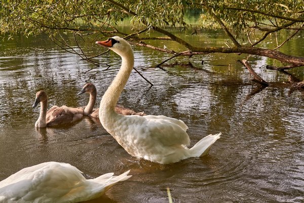 2020-08-04_SCHWAN_C716881.jpg