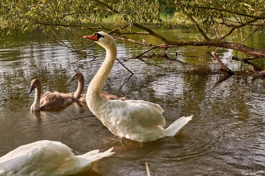 2020-08-04_SCHWAN_C716881.webp