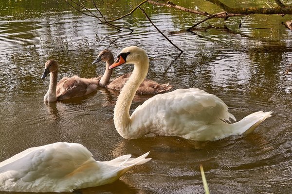 2020-08-04_SCHWAN_C716883.jpg