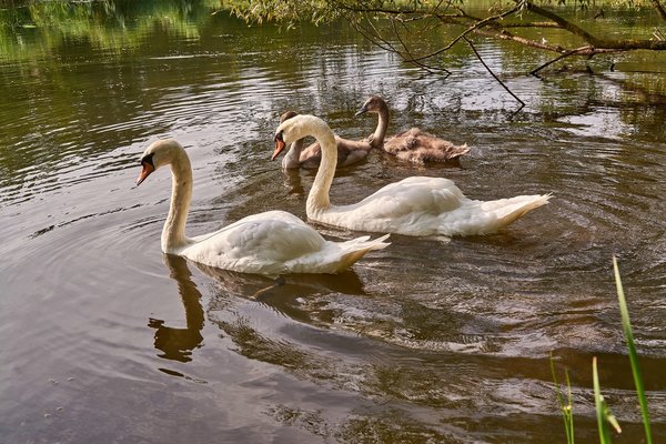 2020-08-04_SCHWAN_C716884.jpg