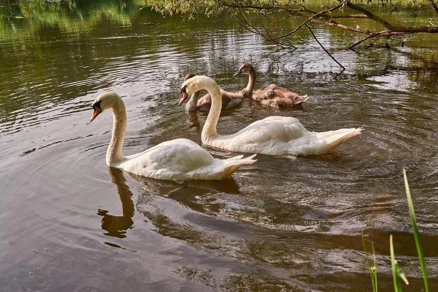 2020-08-04_SCHWAN_C716884.webp