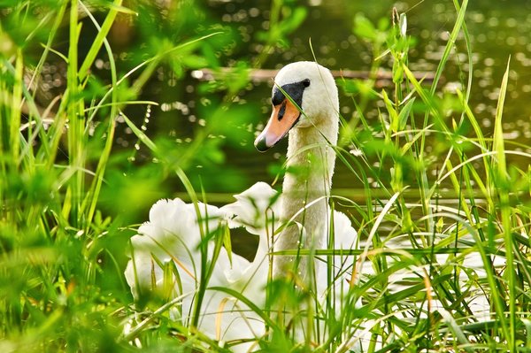 2020-08-04_SCHWÄNE_D300S_DSC0918.jpg