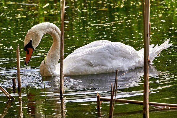 2020-08-04_SCHWÄNE_D300S_DSC1225.jpg