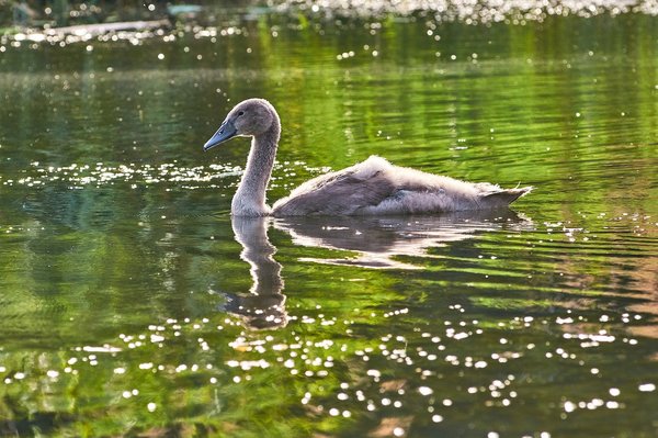 2020-08-04_SCHWÄNE_D300S_DSC1002.jpg