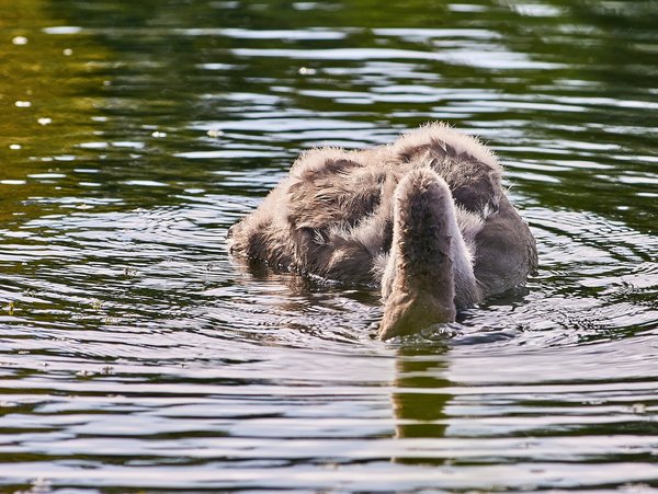 2020-08-04_SCHWÄNE_D300S_DSC1051.jpg