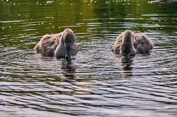2020-08-04_SCHWÄNE_D300S_DSC1066.jpg