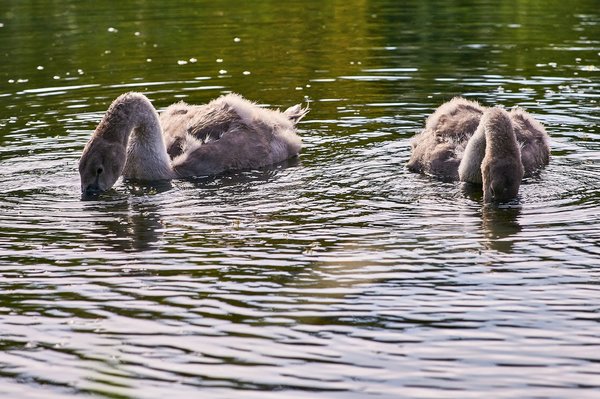 2020-08-04_SCHWÄNE_D300S_DSC1076.jpg