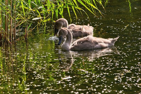 2020-08-04_SCHWÄNE_D300S_DSC1318.jpg